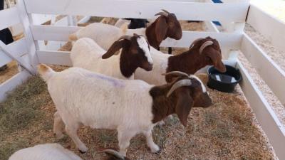 Secretaria de Agricultura no Virmond tem Stand na 4ª Expovir para expor cabritos